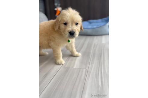 成約済の福岡県のゴールデンドゥードル:ゴールデンレトリーバー×プードル-217890の4枚目