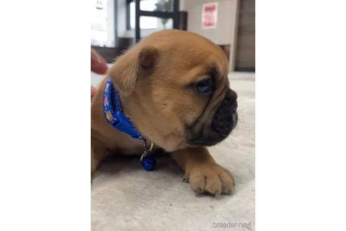 成約済の福岡県のミックス犬-217898の9枚目