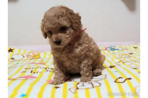 成約済の愛知県のタイニープードル-214965の12枚目