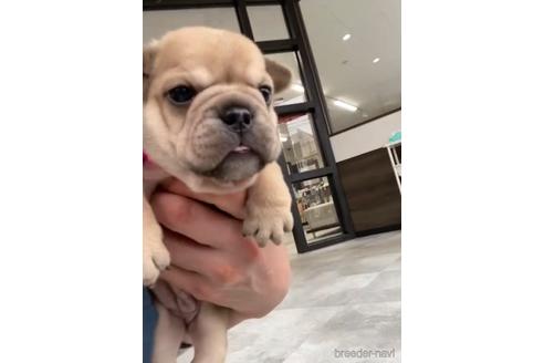 成約済の福岡県のミックス犬-217902の4枚目