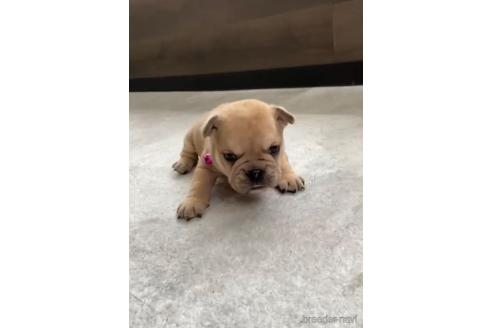 成約済の福岡県のミックス犬-217902の5枚目