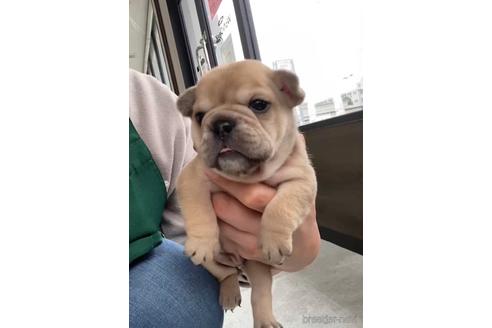 成約済の福岡県のミックス犬-217902の7枚目