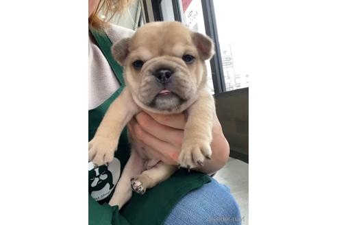 成約済の福岡県のミックス犬-217902の8枚目