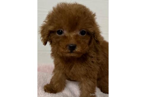 成約済の静岡県のティーカッププードル-217922