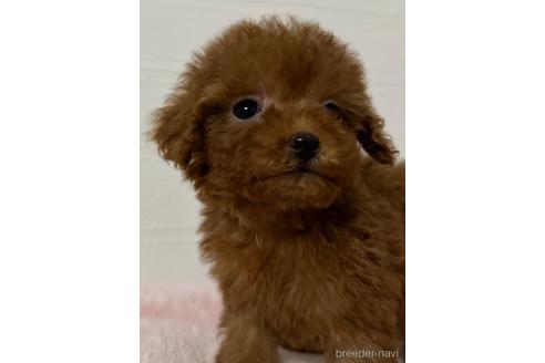 成約済の静岡県のティーカッププードル-217922の2枚目