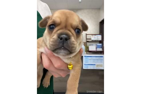 成約済の福岡県のミックス犬-217926の6枚目