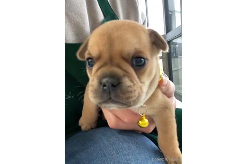 成約済の福岡県のミックス犬-217926の7枚目