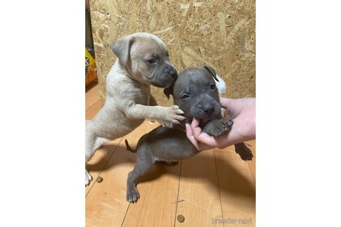 成約済の佐賀県のアメリカンピットブルテリア-217957の37枚目