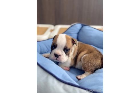 成約済の福岡県のブルドッグ-216187の2枚目
