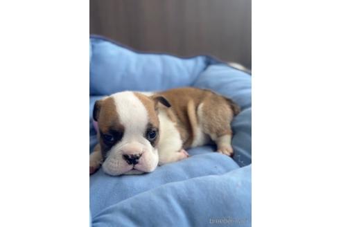 成約済の福岡県のブルドッグ-216187