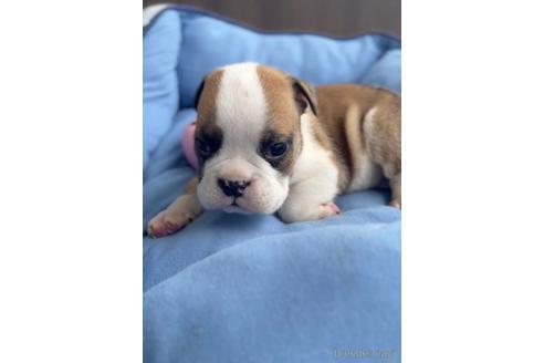 成約済の福岡県のブルドッグ-216187の3枚目