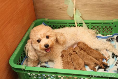 成約済の大分県のトイプードル-217967の2枚目