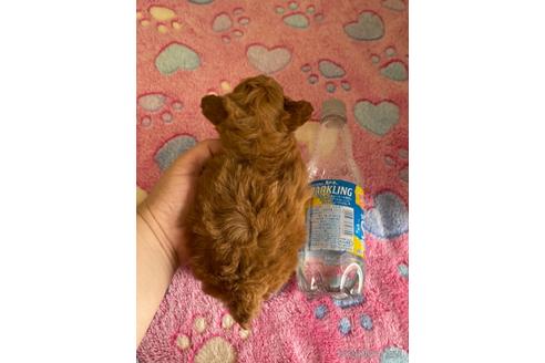 成約済の山形県のトイプードル-217978の2枚目