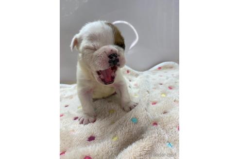 成約済の愛知県のブルドッグ-218175の2枚目