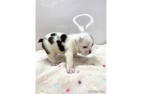 成約済の愛知県のブルドッグ-218175の3枚目