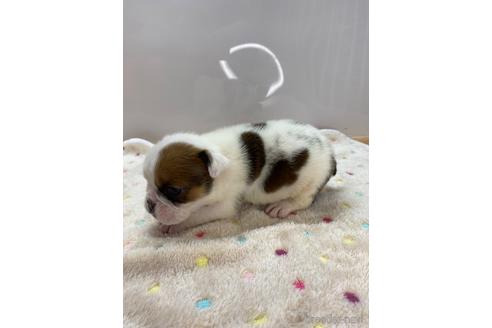 成約済の愛知県のブルドッグ-218175の4枚目