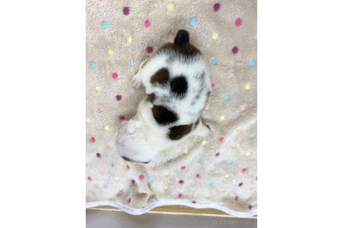 成約済の愛知県のブルドッグ-218175の5枚目