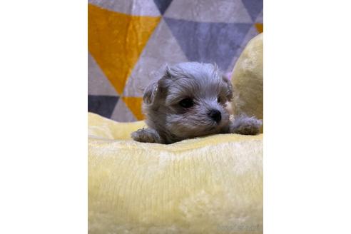 成約済の佐賀県のマルプー:マルチーズ×トイプードル-217935の3枚目