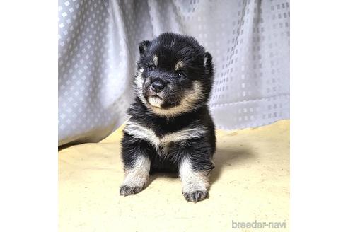 成約済の茨城県の豆柴-215715の18枚目