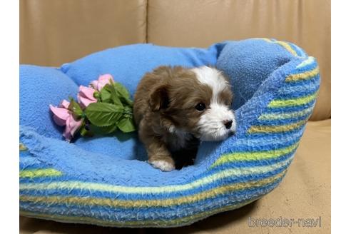 成約済の栃木県のキャバプー:キャバリア×トイプードル-217999の2枚目