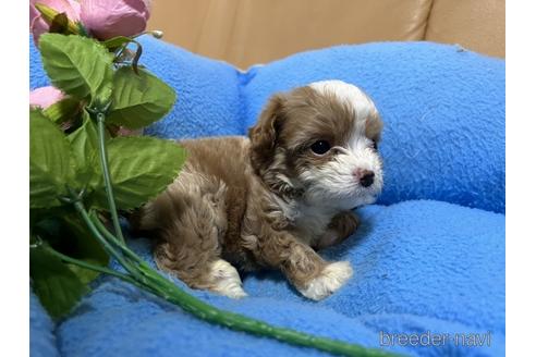 成約済の栃木県のキャバプー:キャバリア×トイプードル-217999の4枚目