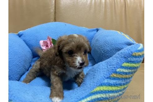 成約済の栃木県のキャバプー:キャバリア×トイプードル-218000の3枚目
