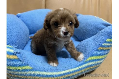 成約済の栃木県のキャバプー:キャバリア×トイプードル-218000の1枚目