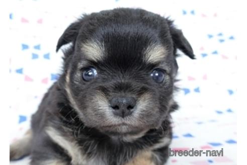 成約済の千葉県のチワワ(ロングコート)-218009の11枚目