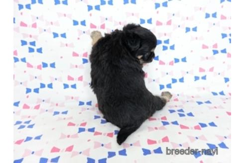 成約済の千葉県のチワワ(ロングコート)-218009の12枚目