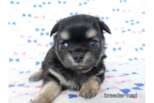 成約済の千葉県のチワワ(ロングコート)-218009の13枚目