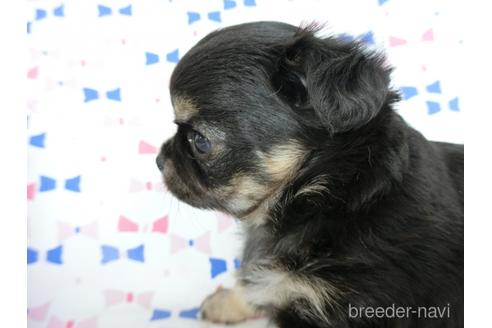 成約済の千葉県のチワワ(ロングコート)-218009の14枚目