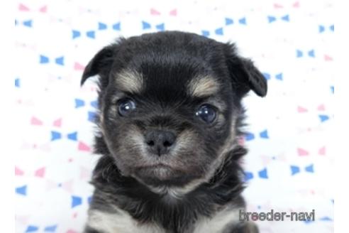 成約済の千葉県のチワワ(ロングコート)-218009の10枚目