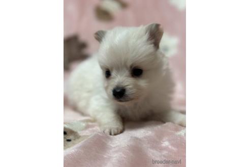 成約済の北海道のミックス犬-218046の2枚目