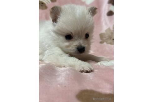 成約済の北海道のミックス犬-218046の3枚目