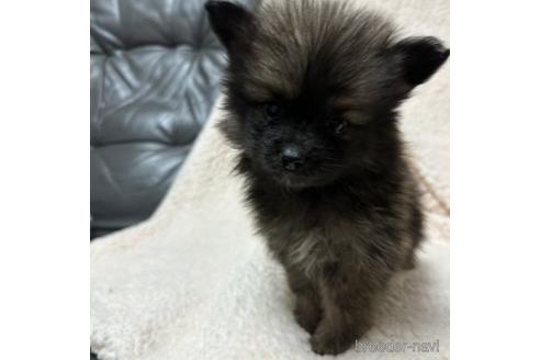 成約済の北海道のミックス犬-218051の1枚目