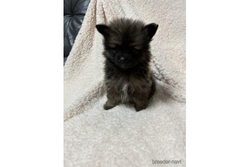 成約済の北海道のミックス犬-218051の2枚目