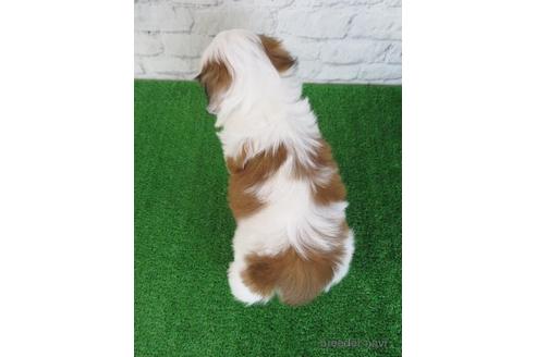 成約済の大阪府のシーズー-218096の2枚目