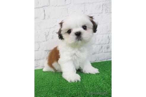 成約済の大阪府のシーズー-218096の3枚目