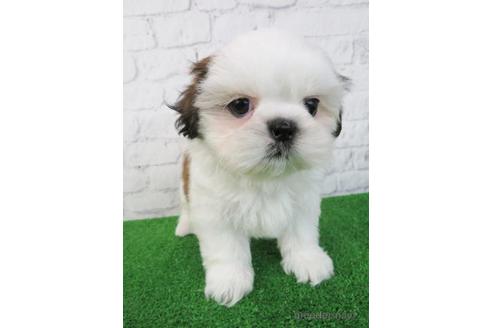 成約済の大阪府のシーズー-218096の6枚目