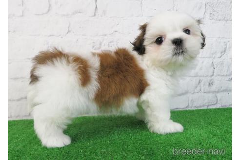 成約済の大阪府のシーズー-218096の5枚目