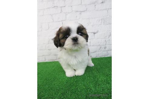 成約済の大阪府のシーズー-218100の3枚目