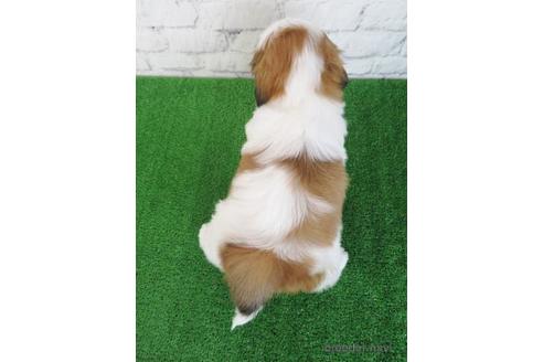 成約済の大阪府のシーズー-218103の4枚目