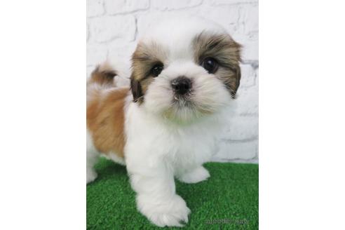 成約済の大阪府のシーズー-218103の5枚目