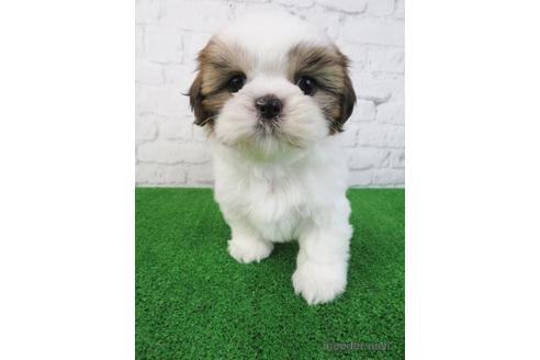 成約済の大阪府のシーズー-218103の6枚目