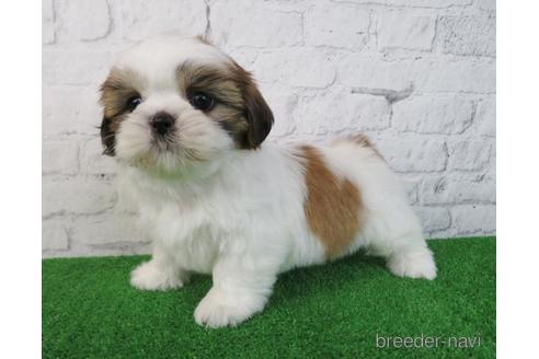 成約済の大阪府のシーズー-218103の2枚目