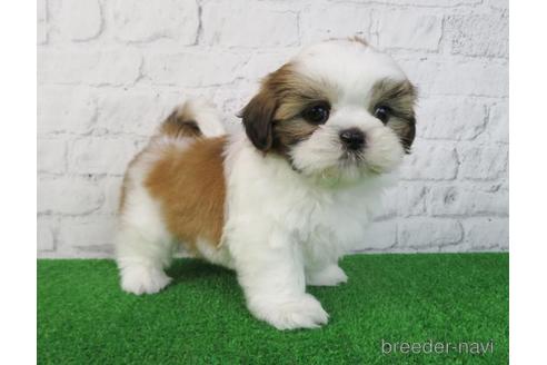 成約済の大阪府のシーズー-218103の3枚目