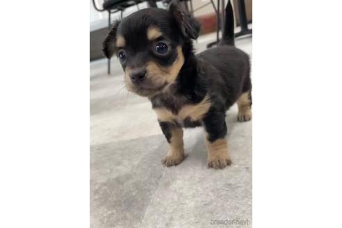 成約済の福岡県のチワックス:チワワ×ミニチュアダックスフンド-216176の9枚目