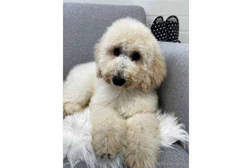 子犬