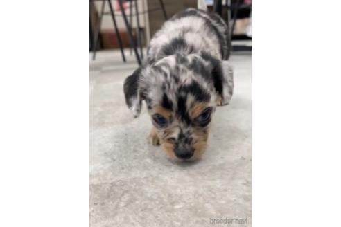 成約済の福岡県のチワックス:チワワ×ミニチュアダックスフンド-216174の7枚目