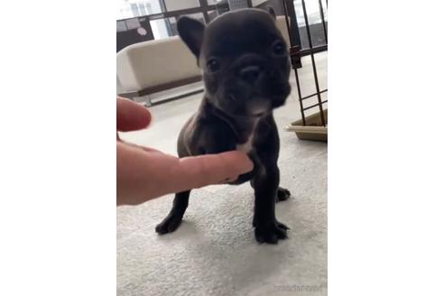 成約済の福岡県のフレンチブルドッグ-216184の6枚目